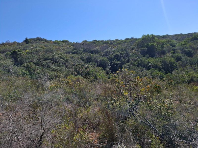 Farm For Sale in Albertinia - Photo 5