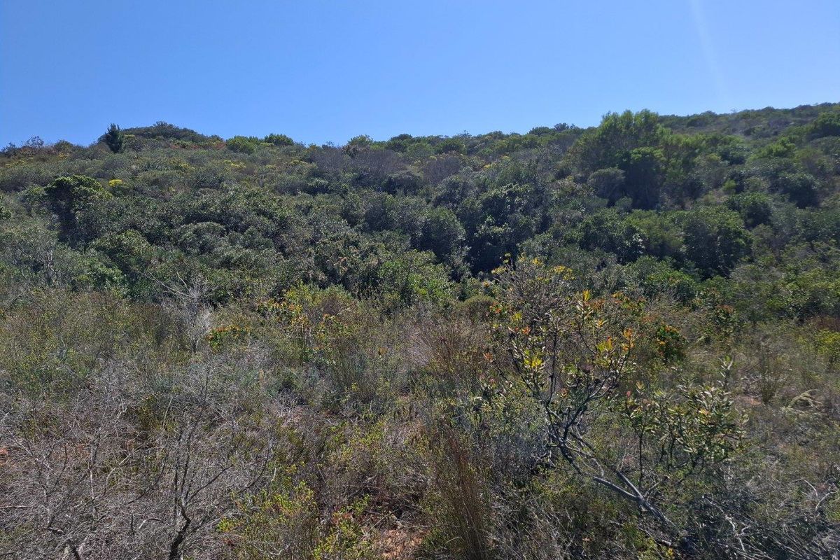 Farm For Sale in Albertinia - Photo 5