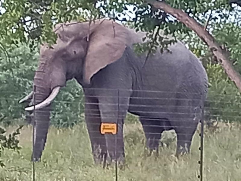 Spacious modern house surrounded by Big5 in the Mahlathini Private Game Reserve, Phalaborwa, RSA - Photo 2