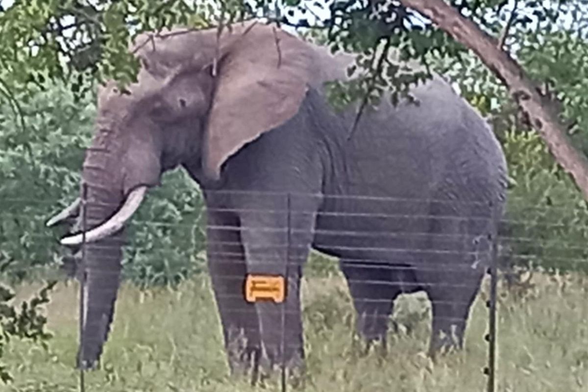 Spacious modern house surrounded by Big5 in the Mahlathini Private Game Reserve, Phalaborwa, RSA - Photo 2