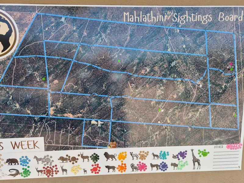 Spacious modern house surrounded by Big5 in the Mahlathini Private Game Reserve, Phalaborwa, RSA - Photo 5