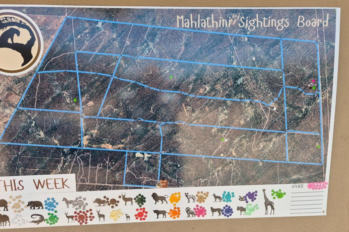 Spacious modern house surrounded by Big5 in the Mahlathini Private Game Reserve, Phalaborwa, RSA - Photo 5