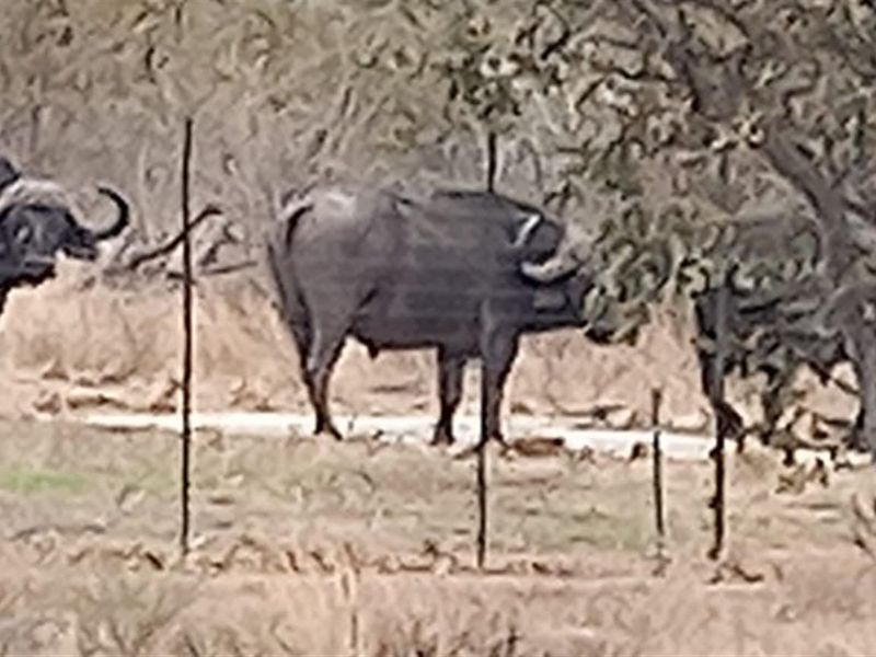 Spacious modern house surrounded by Big5 in the Mahlathini Private Game Reserve, Phalaborwa, RSA - Photo 8