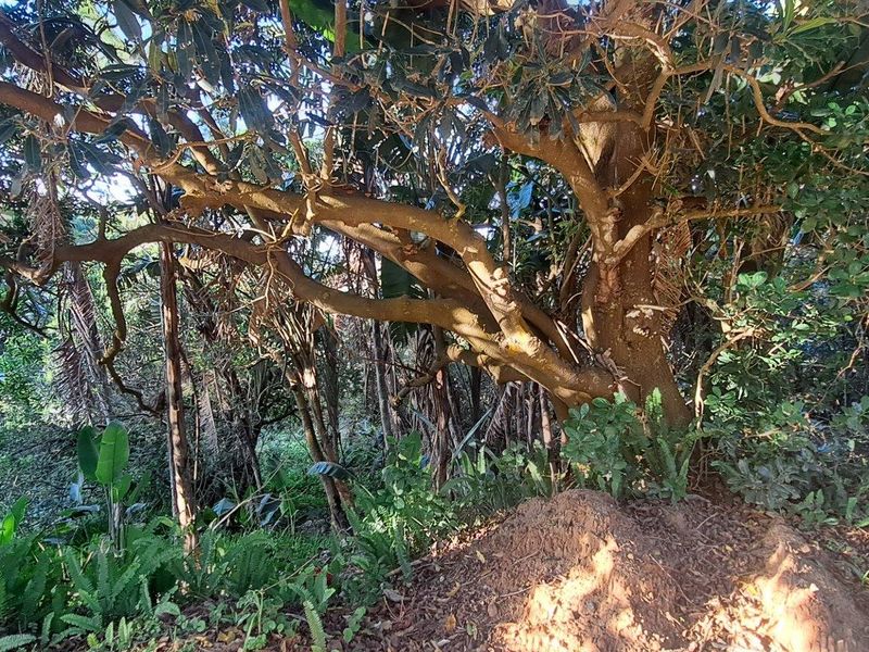 Vacant Land For Sale in Leisure Bay, Port Edward, KwaZulu Natal - Photo 8