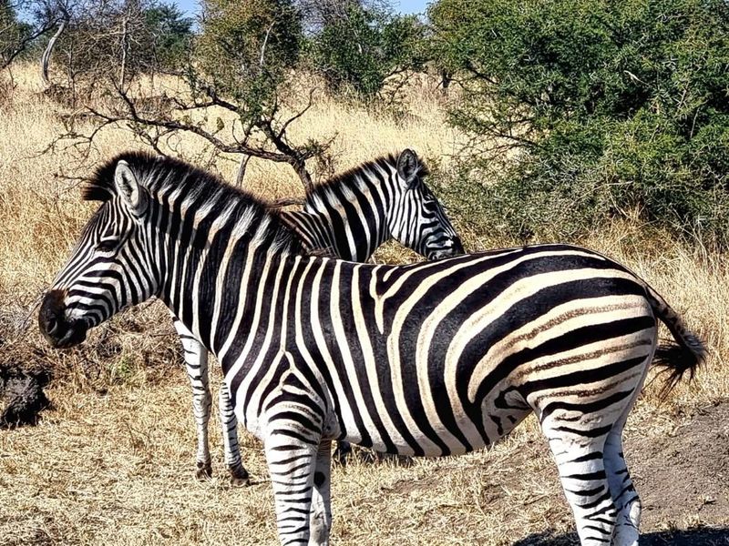 Small Holding For Sale in Rietfontein AH, Pretoria - Photo 4