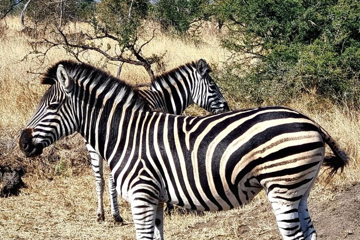 Small Holding For Sale in Rietfontein AH, Pretoria - Photo 4