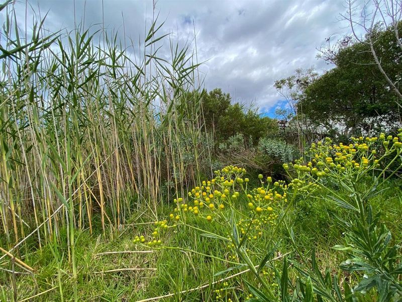 Tranquil Setting, Stunning Scenery - 600m2 Vacant Stand in Betty’s Bay - Photo 9