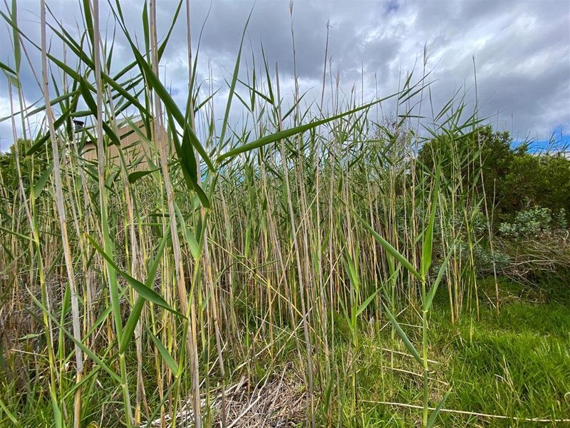Tranquil Setting, Stunning Scenery - 600m2 Vacant Stand in Betty’s Bay - Photo 7