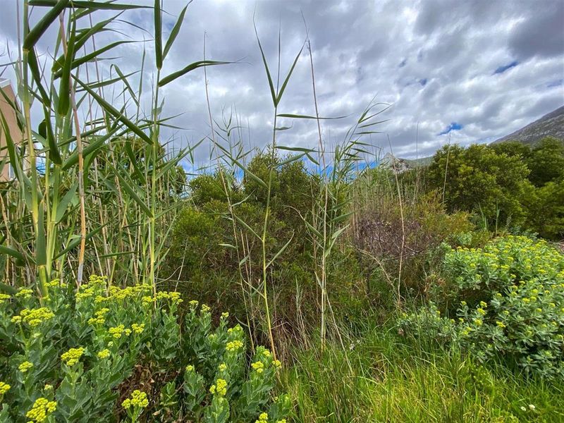 Tranquil Setting, Stunning Scenery - 600m2 Vacant Stand in Betty’s Bay - Photo 5