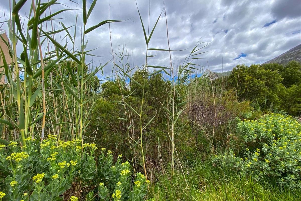 Tranquil Setting, Stunning Scenery - 600m2 Vacant Stand in Betty’s Bay - Photo 5