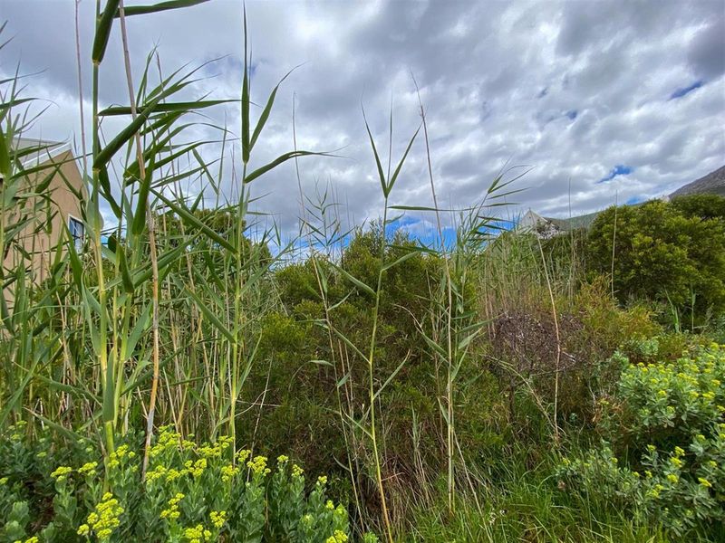 Tranquil Setting, Stunning Scenery - 600m2 Vacant Stand in Betty’s Bay - Photo 4