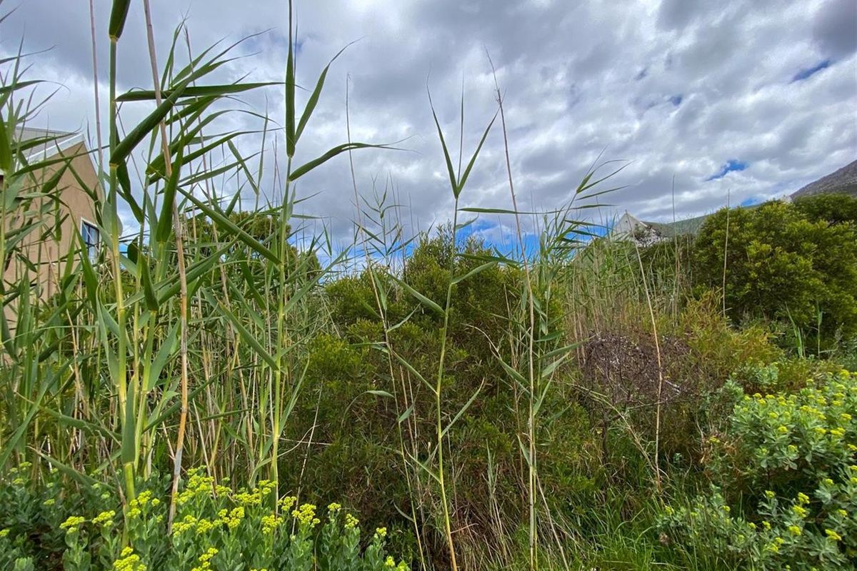 Tranquil Setting, Stunning Scenery - 600m2 Vacant Stand in Betty’s Bay - Photo 4