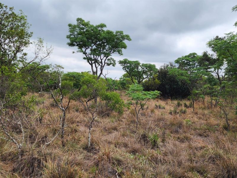 A view of the vacant residential land featuring natural vegetation, indigenous trees, and dry grass under an overcast sky.