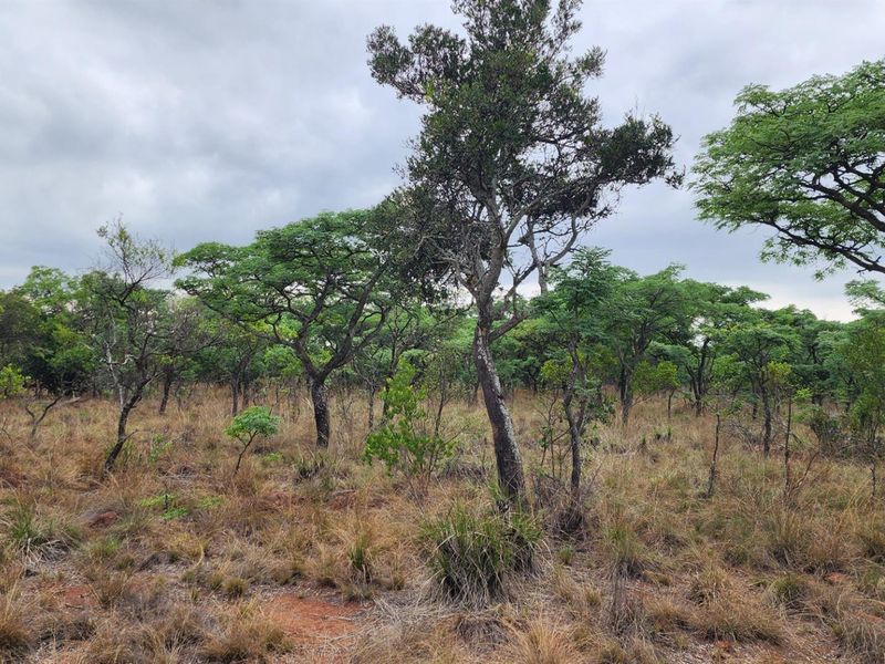 A view of the vacant residential land featuring natural vegetation, indigenous trees, and dry grass cover.