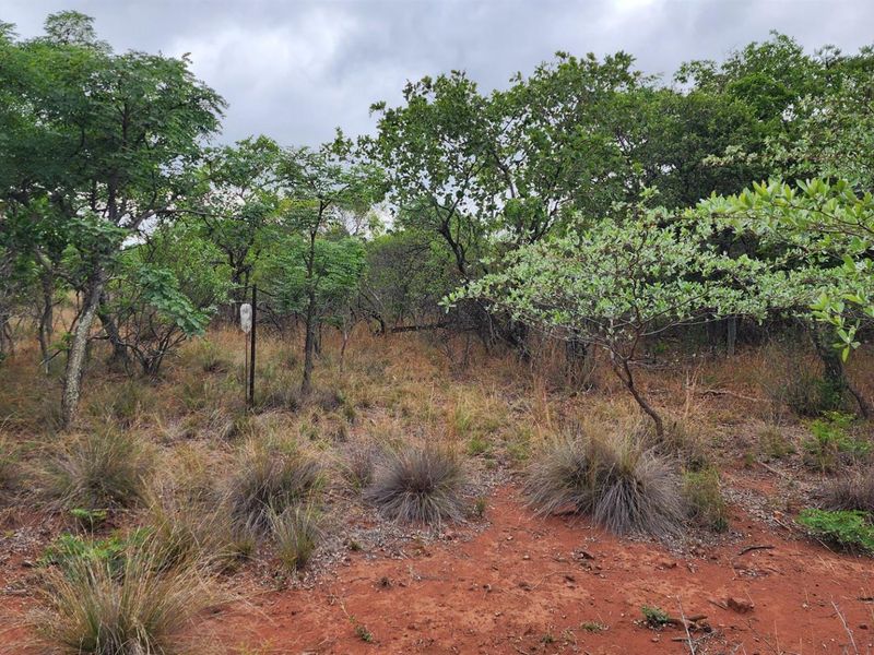 A view of the vacant residential land featuring natural vegetation, indigenous trees, and native grasses on a red soil base.