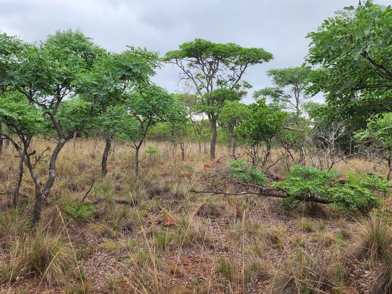 A view of the natural, undeveloped residential land featuring native trees and dry grass, suitable for future development.