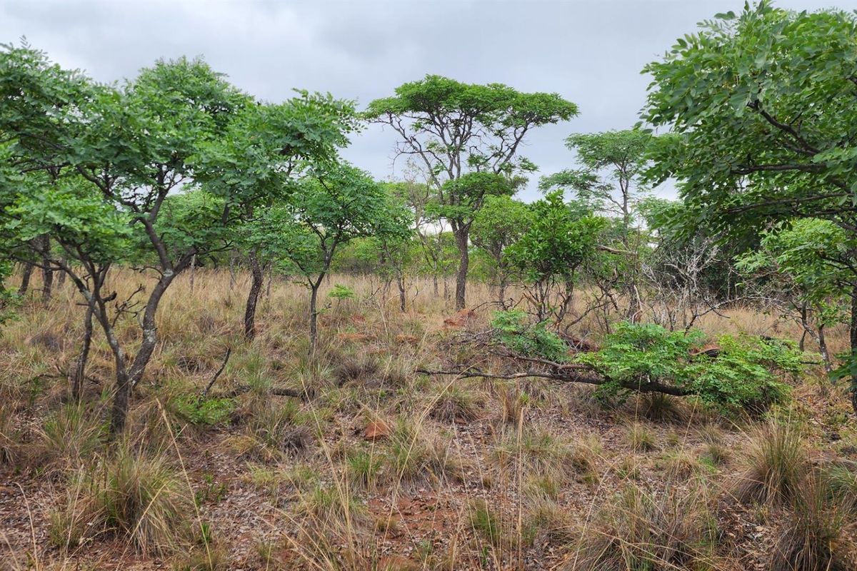 A view of the natural, undeveloped residential land featuring native trees and dry grass, suitable for future development.