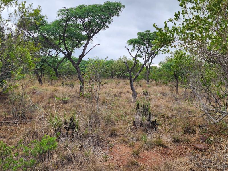 A view of the vacant residential land featuring natural indigenous trees and dry grassland vegetation.