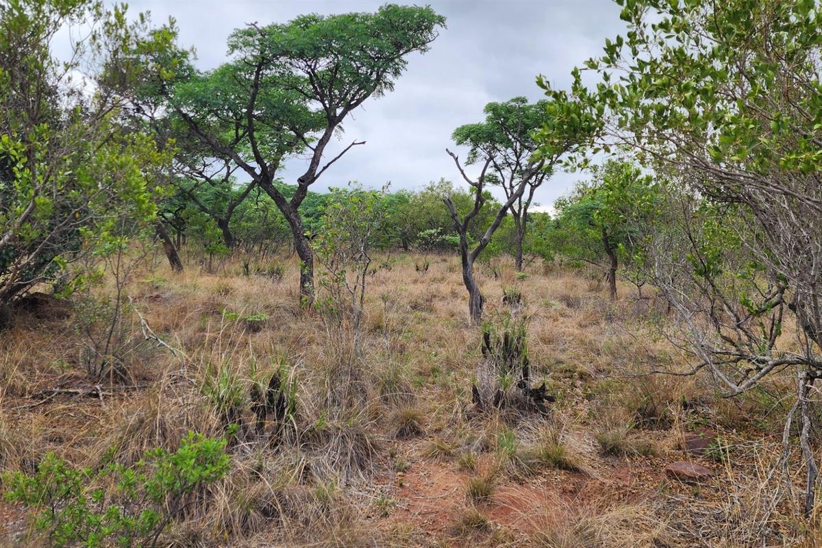 A view of the vacant residential land featuring natural indigenous trees and dry grassland vegetation.