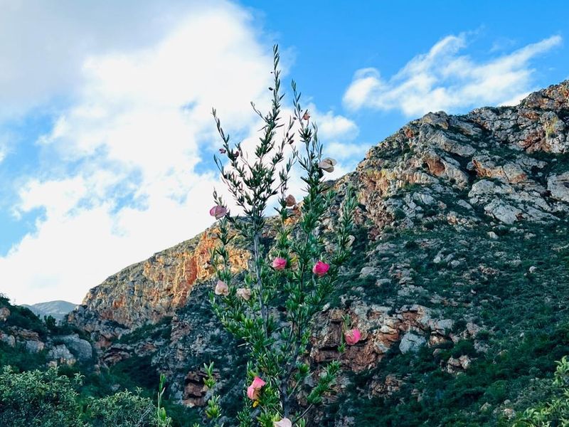 Vacant Land For Sale in Ladismith Rural, Ladismith