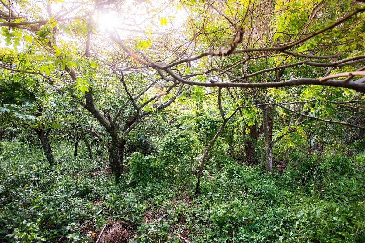 Vacant Land For Sale in Sheffield Beach, Ballito, KwaZulu Natal - Photo 5