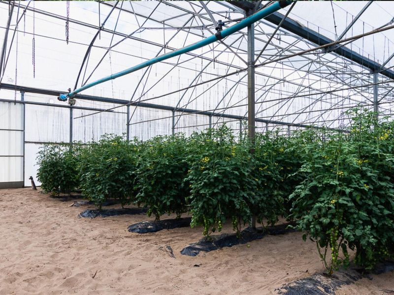 Thriving High-Yield Veg Farm - Turnkey Infrastructure - Est. Retail Clients - 50km from Cape Town - Photo 9