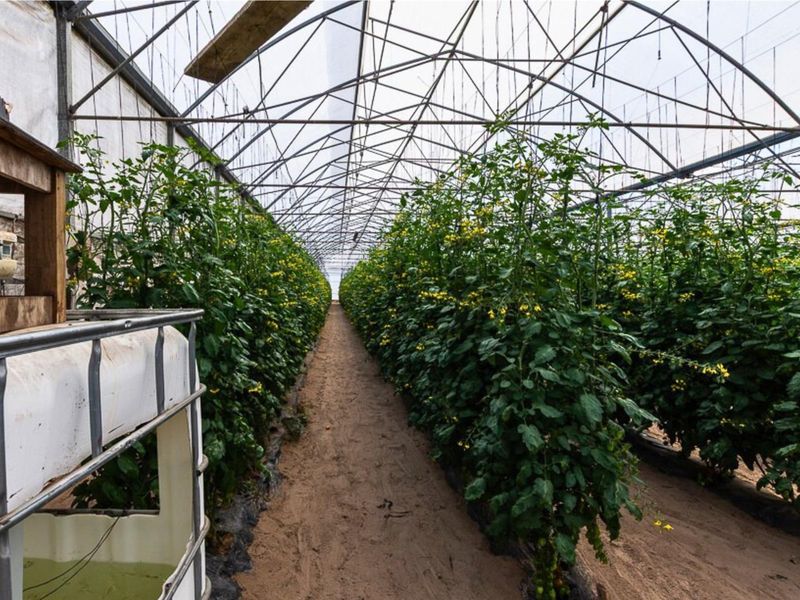 Thriving High-Yield Veg Farm - Turnkey Infrastructure - Est. Retail Clients - 50km from Cape Town - Photo 10