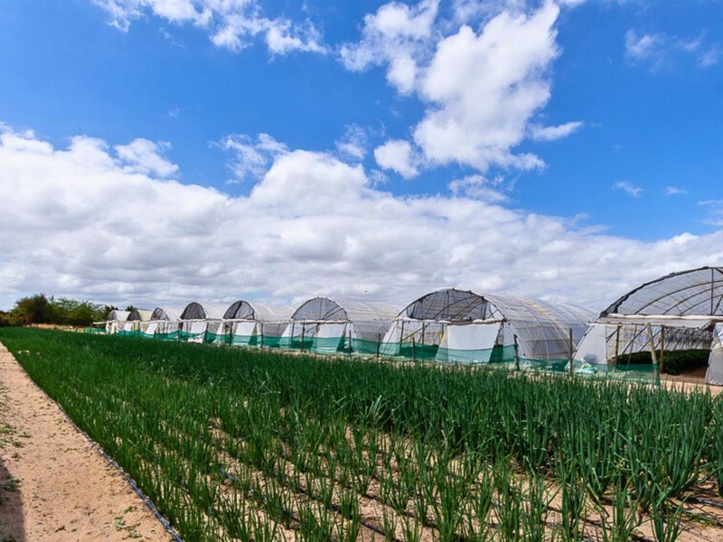 Thriving High-Yield Veg Farm - Turnkey Infrastructure - Est. Retail Clients - 50km from Cape Town - Photo 5