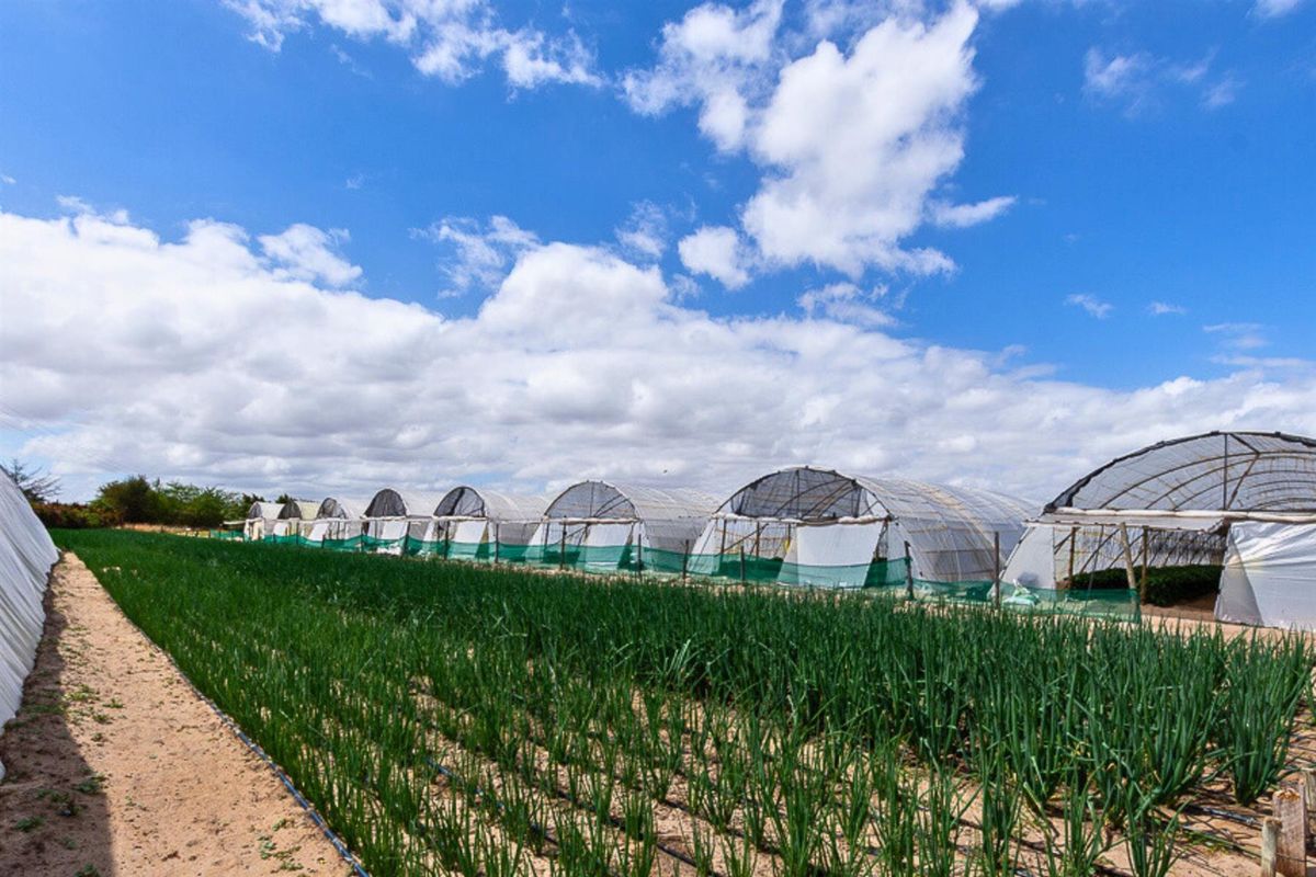 Thriving High-Yield Veg Farm - Turnkey Infrastructure - Est. Retail Clients - 50km from Cape Town - Photo 5