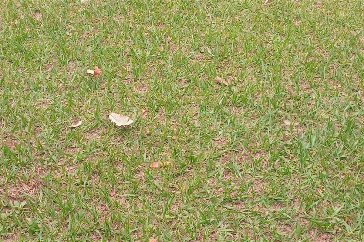 A view of the residential lawn area.
