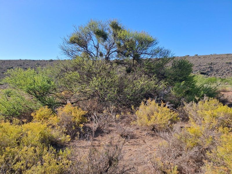 Farm For Sale in Riversdale Rural, Riversdale - Photo 5