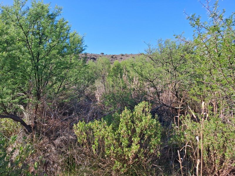 Farm For Sale in Riversdale Rural, Riversdale - Photo 9