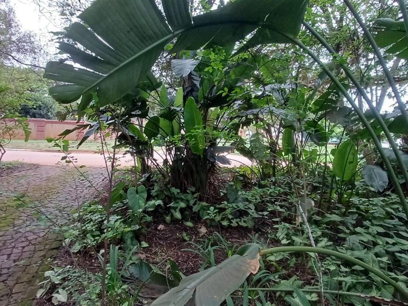 Tranquil 3 bedroom haven with indigenous garden and sparkling new pool - Photo 6