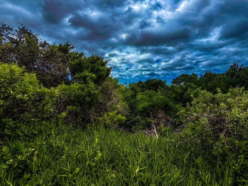 A view of the natural vegetation and dense shrubbery on the vacant residential land under a dramatic cloudy sky.