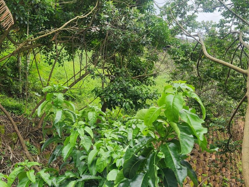 Prime Sheffield Beach Land with 180° Sea Views - A Rare Coastal Gem! - Photo 9