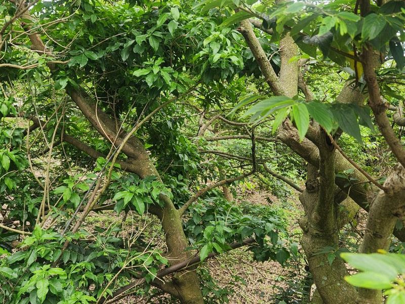 Prime Sheffield Beach Land with 180° Sea Views - A Rare Coastal Gem! - Photo 10