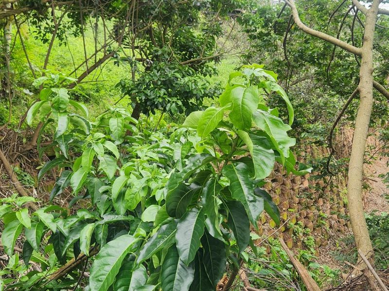 Prime Sheffield Beach Land with 180° Sea Views - A Rare Coastal Gem! - Photo 8