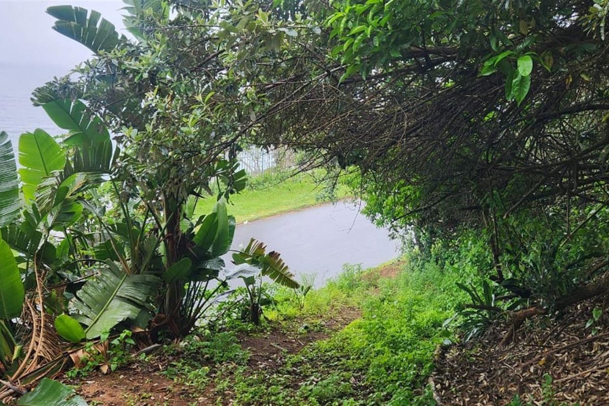 A view of the residential land plot featuring dense natural vegetation, mature trees, and a glimpse of the nearby road and coastal water.