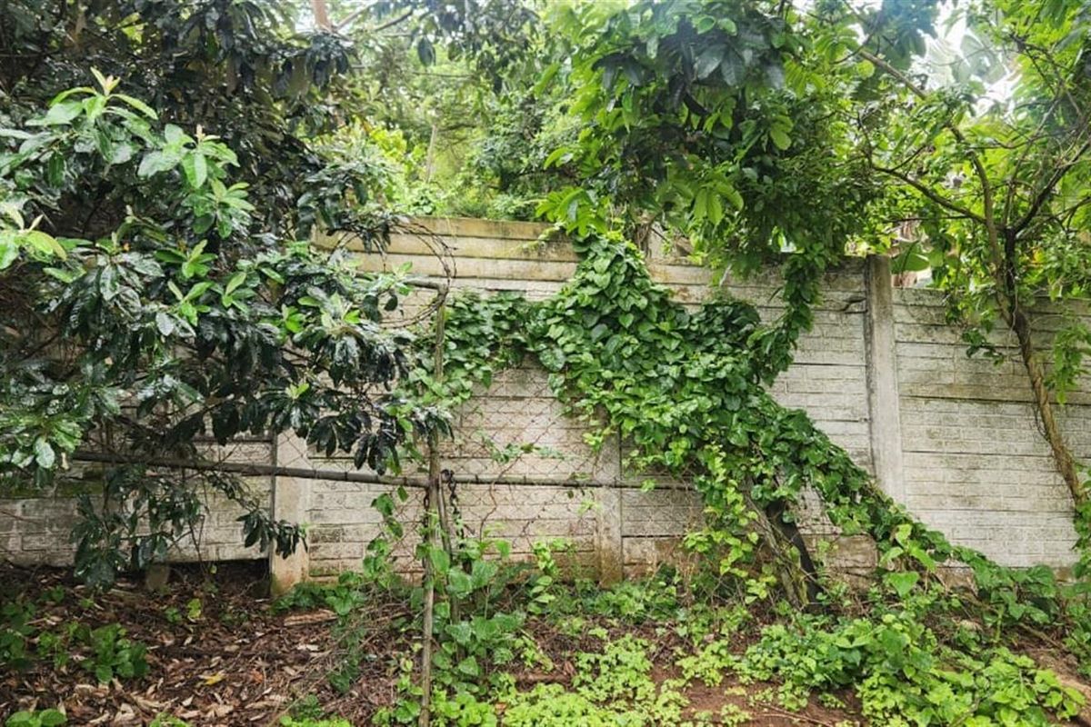 A view of a residential boundary wall heavily overgrown with vegetation and featuring aged, rusted wire fencing.