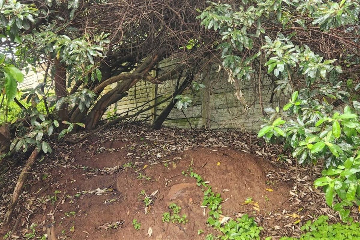 A view of the property boundary featuring an overgrown garden area with dense foliage and a partially obscured perimeter wall.
