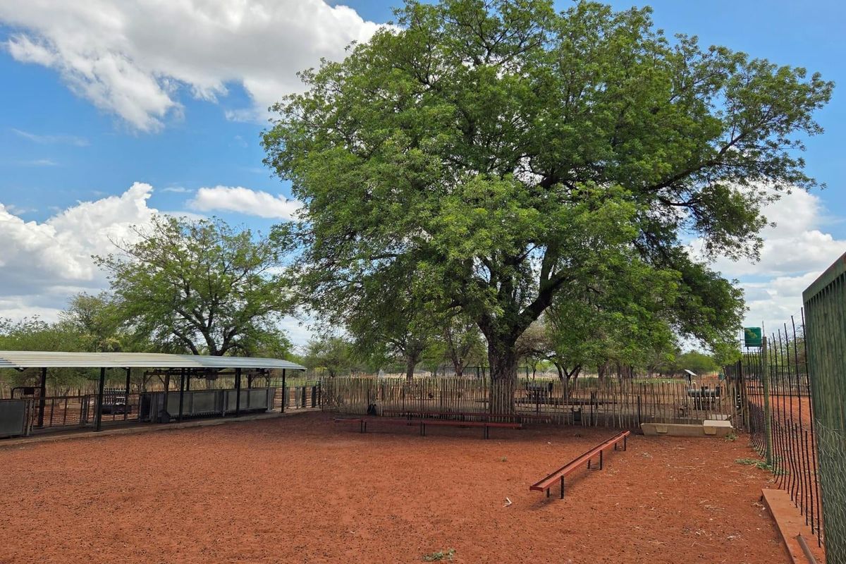 Goat and sheep breeding and stud farm - Photo 4