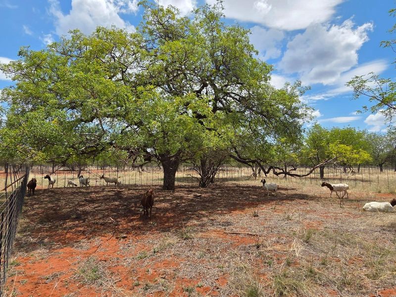 Goat and sheep breeding and stud farm - Photo 6