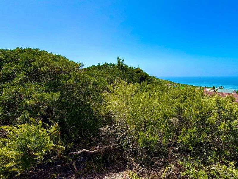 A view of the coastal landscape featuring dense indigenous vegetation and a glimpse of the ocean in the distance.