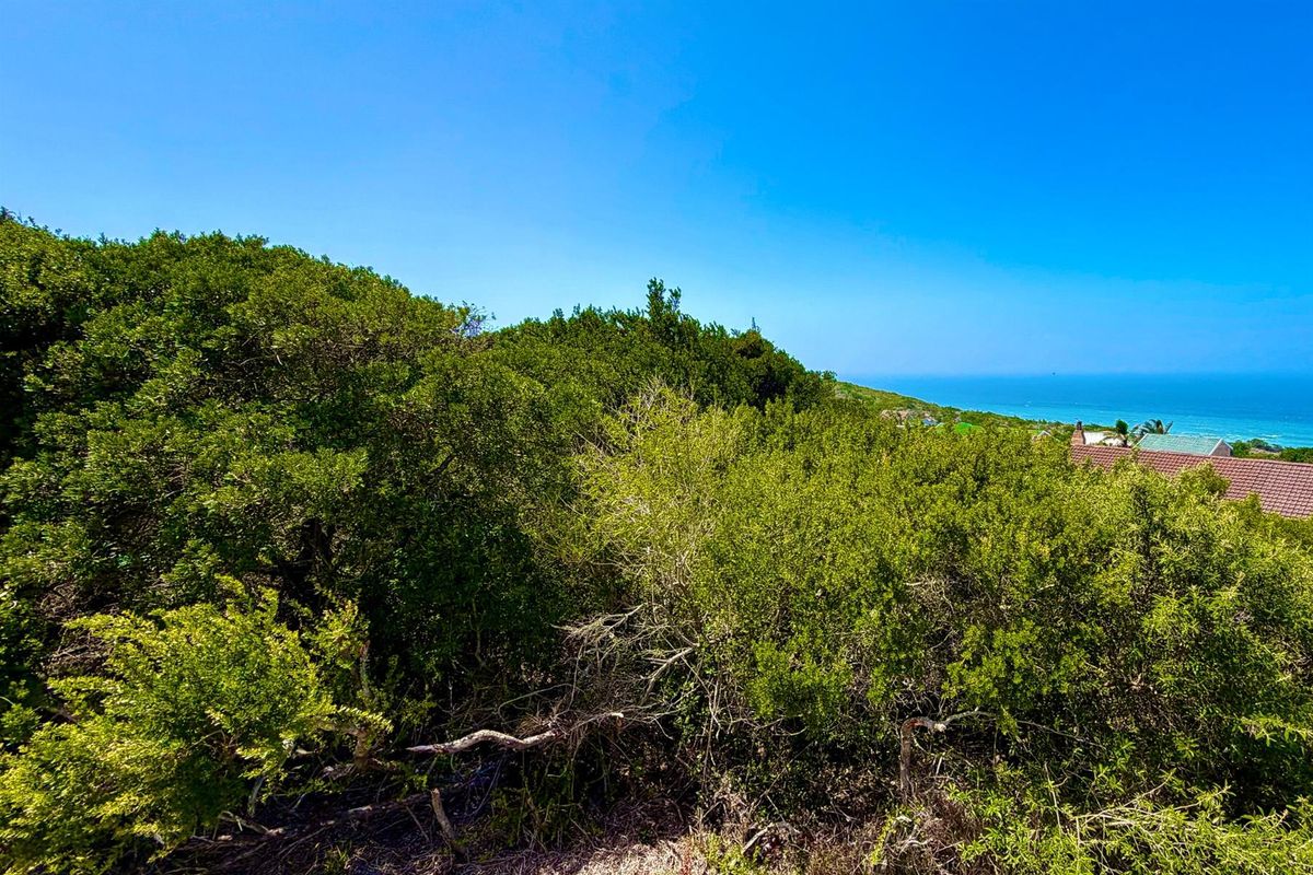 A view of the coastal landscape featuring dense indigenous vegetation and a glimpse of the ocean in the distance.
