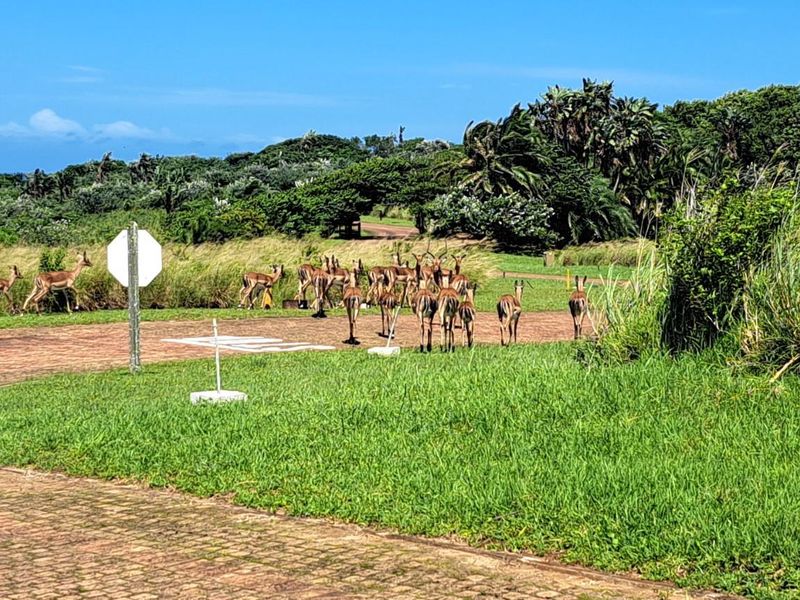 Elevated Stand in Cul de Sac For Sale in Ekubo Coastal Estate, Port Edward, KwaZulu Natal - Photo 5