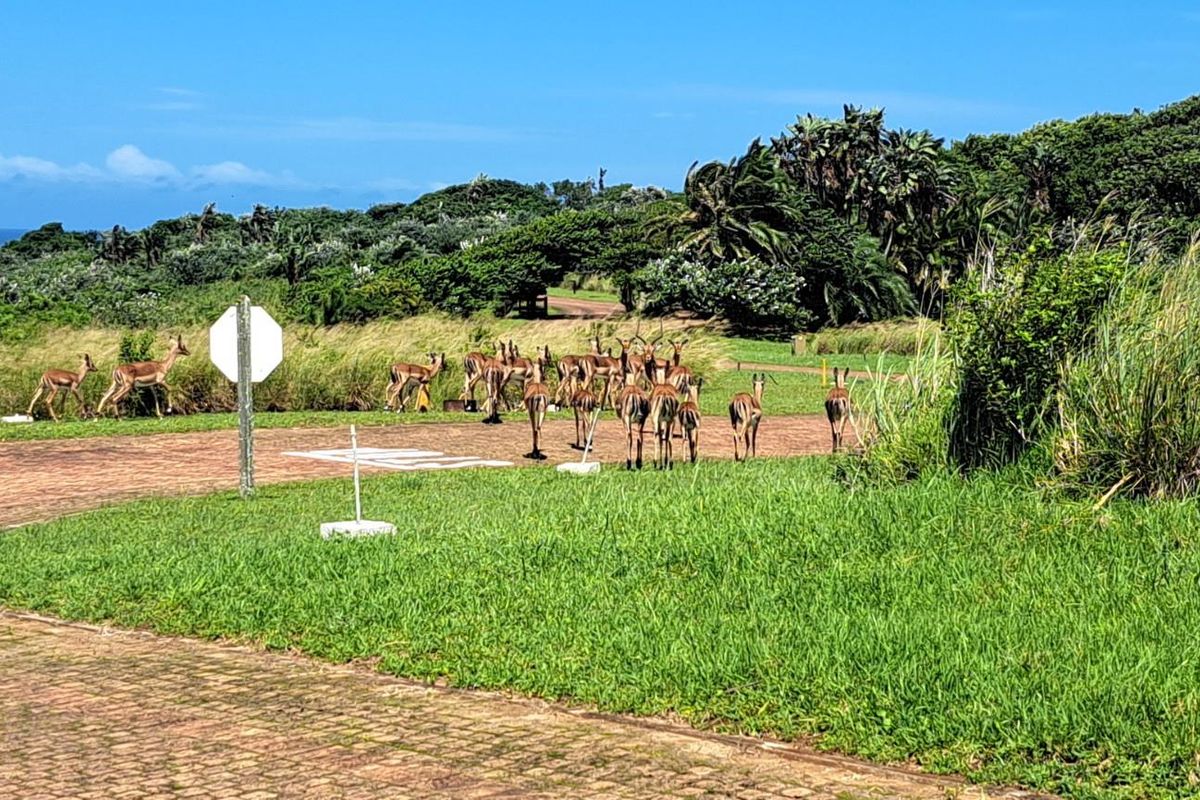 Elevated Stand in Cul de Sac For Sale in Ekubo Coastal Estate, Port Edward, KwaZulu Natal - Photo 5