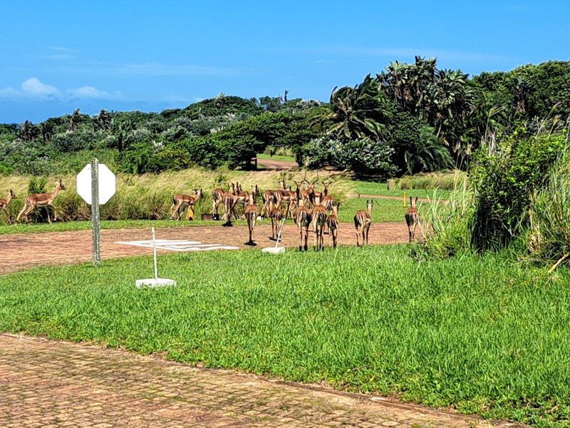 Pristine Vacant Land For Sale in Eco and Wildlife Coastal Estate, Port Edward, KwaZulu Natal - Photo 7