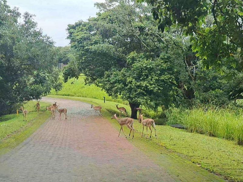 Pristine Vacant Land For Sale in Eco and Wildlife Coastal Estate, Port Edward, KwaZulu Natal - Photo 4