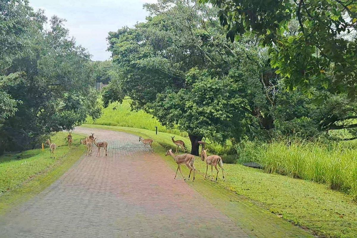 Pristine Vacant Land For Sale in Eco and Wildlife Coastal Estate, Port Edward, KwaZulu Natal - Photo 4