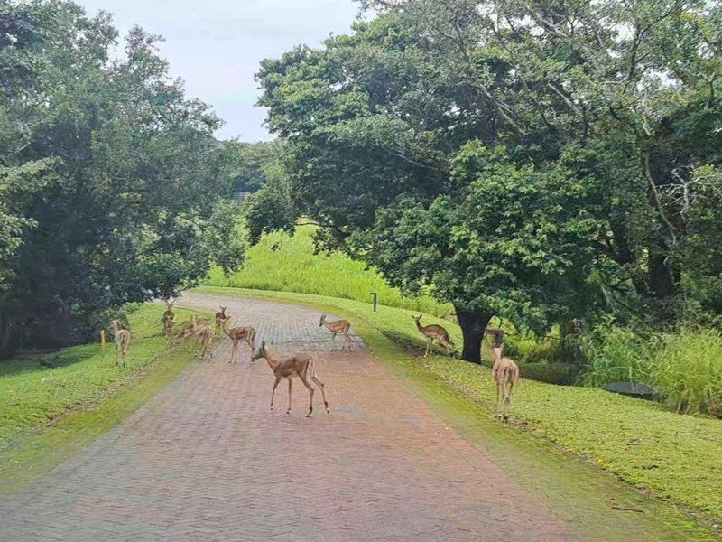 Prime First Row Land For Sale in Eco and Wildlife Coastal Estate, Port Edward, KwaZulu Natal - Photo 7